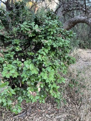 Prunus ilicifolia