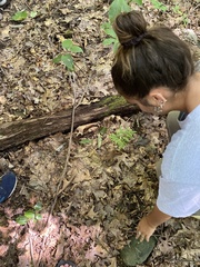 Sceptridium dissectum