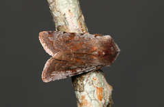 Cerastis rubricosa