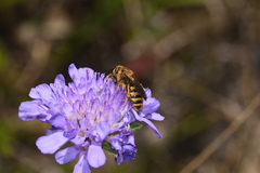 Halictus scabiosae