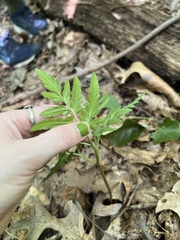 Sceptridium dissectum