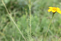 Dyssodia tagetiflora