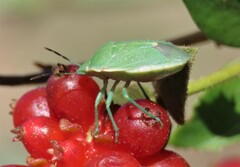Chlorochroa uhleri