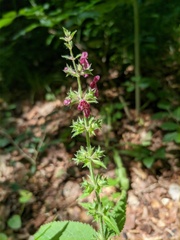 Stachys sylvatica