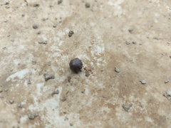 Holoverticata