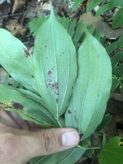 Maianthemum racemosum
