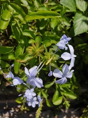 Plumbago auriculata