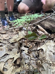 Sceptridium dissectum