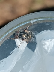 Eristalinus aeneus