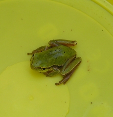Hyla orientalis