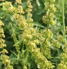 Rumex longifolius
