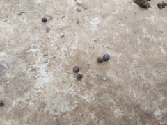 Holoverticata