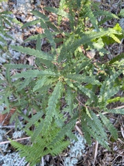 Comptonia peregrina
