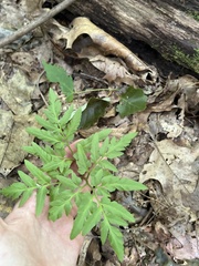 Sceptridium dissectum