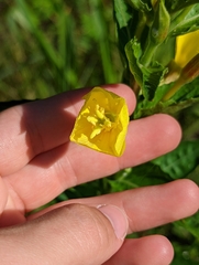 Oenothera parviflora