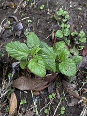 Fuertesimalva limensis