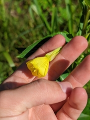 Oenothera parviflora