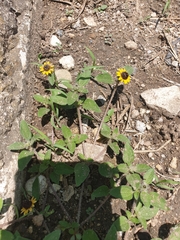 Sanvitalia procumbens
