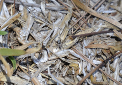 Habronattus pyrrithrix