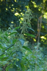 Urtica dioica
