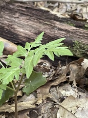 Sceptridium dissectum