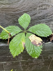 Parthenocissus inserta