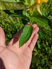 Oenothera parviflora