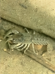Cambarus bartonii