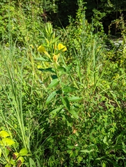 Oenothera parviflora