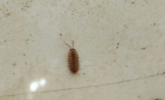 Holoverticata