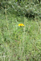 Dyssodia tagetiflora
