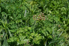 Thalictrum occidentale