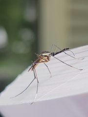 Toxorhynchites rutilus