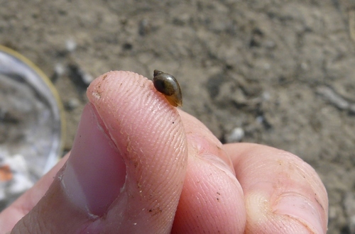 Tadpole Physa