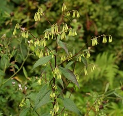 Nabalus trifoliolatus