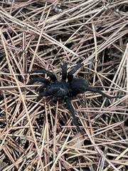 Amblyocarenum walckenaeri