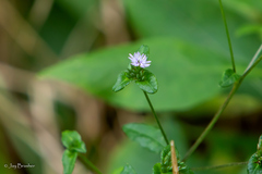 Elephantopus carolinianus