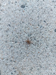 Trochosa