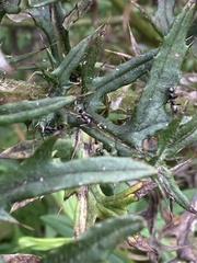 Formica fusca