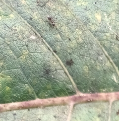 Lasius