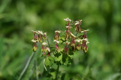 Thalictrum occidentale