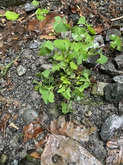 Oxalis stricta