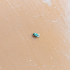 Dermestidae