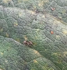 Lasius