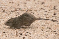 Sigmodon arizonae