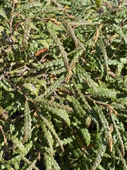 Comptonia peregrina