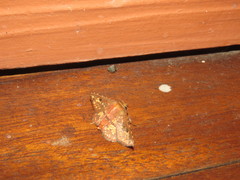 Monodecus