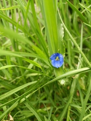 Commelina tuberosa