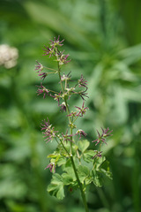 Thalictrum occidentale