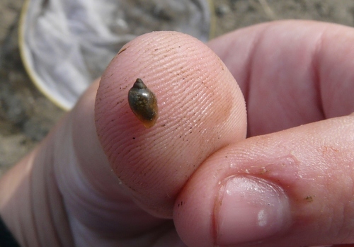 Tadpole Physa